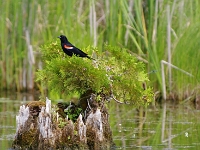 31584CrLe - Solo kayak to the marsh at the cottage - Red-winged Black Bird   Each New Day A Miracle  [  Understanding the Bible   |   Poetry   |   Story  ]- by Pete Rhebergen